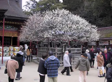 Tobiume du Dazaifu Tenmangû