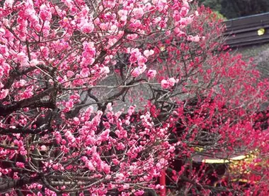 Pruniers en fleurs du Dazaifu
