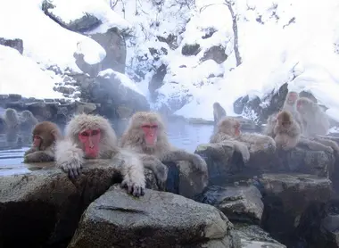  le parc aux singes Jigokudani