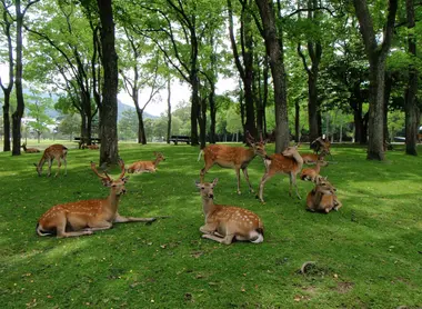 nara