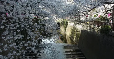 Admire the cherry trees on the water in Tokyo