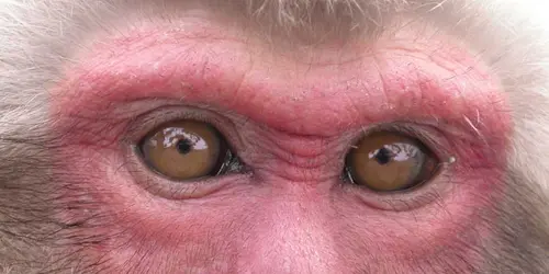 Japanese Macaque Monkeys