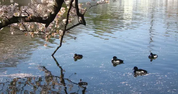 Inokashira Onshi koen
