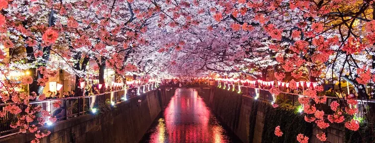 Meguro-hanami