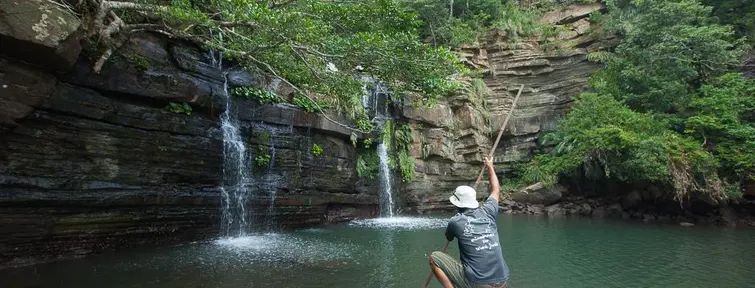 The jungle of Iriomote 
