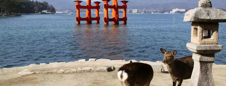 Les daims de Miyajima